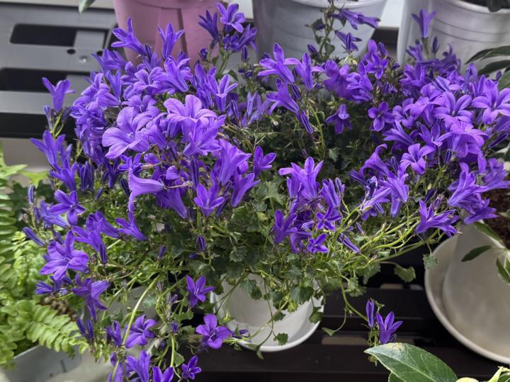 カンパニュラ ダークゲットミー