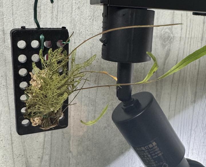 ドリナリア リギデュラ