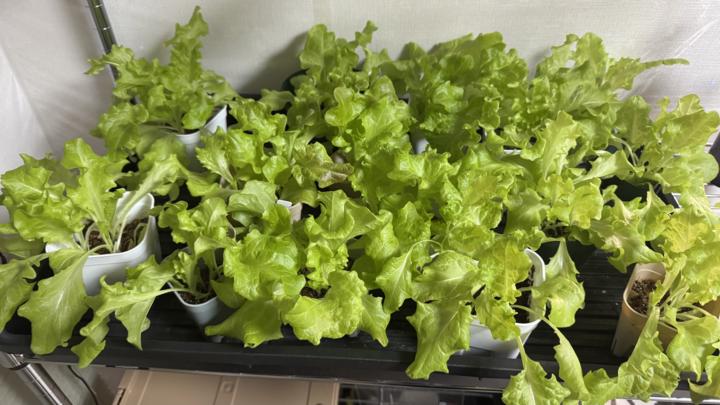 種から育てたサニーレタス