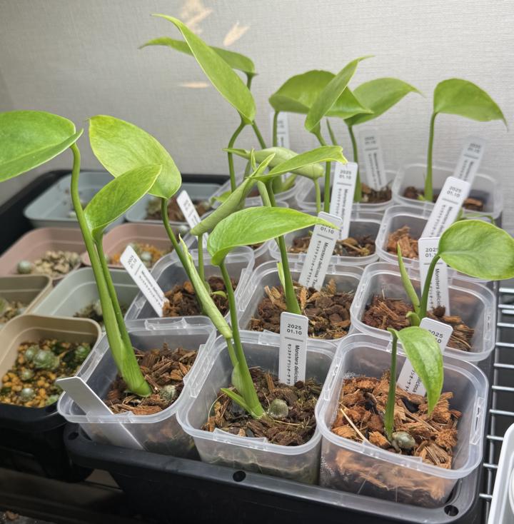 モンステラ デリシオーサ &lsquo;タウエリー&rsquo;