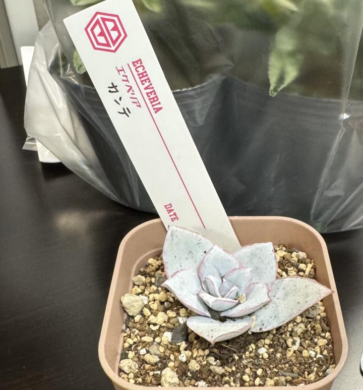 エケベリア カンテ